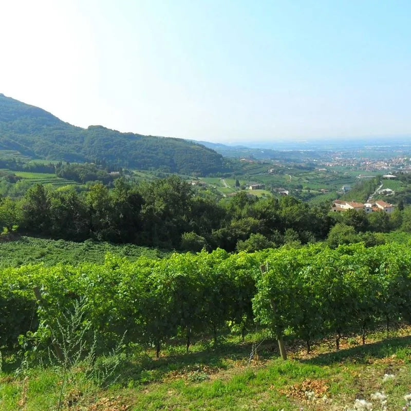 Viviani, Valpolicella