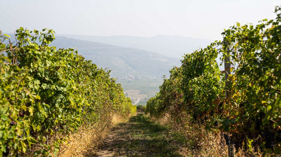 Le Guaite, Valpolicella